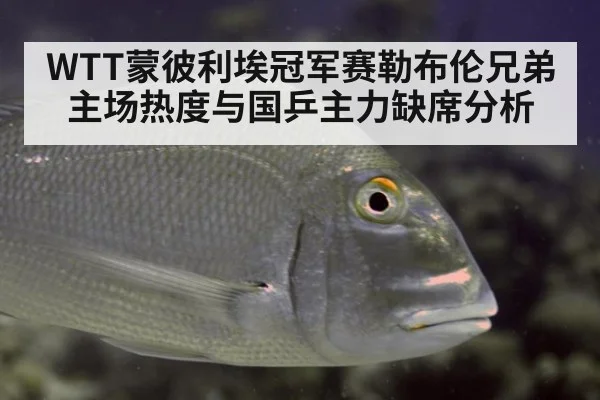 WTT蒙彼利埃冠军赛勒布伦兄弟主场热度与国乒主力缺席分析